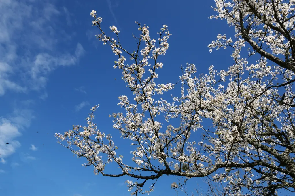 unsplash_coUMdYZJeVk_floraison.webp