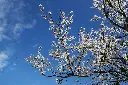 unsplash_coUMdYZJeVk_floraison.webp