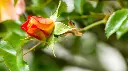 unsplash_LeDtn2hOuWU_bouton fleur.webp