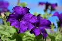 unsplash_1XN3MSjzRxs_fleur bleue.webp