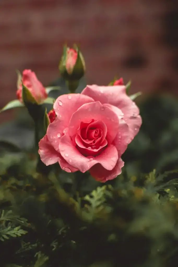 ECLOSION - FLORAISON - EVOCATION  1 mois + 1 RV coaching